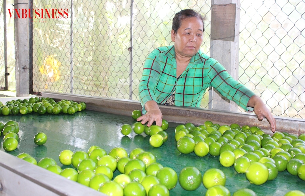 Để rau củ quả Việt không rớt giá, tắt đầu ra thì việc chủ động mở rộng thị trường XK, nắm bắt thông tin và dự báo thị trường là rất quan trọng.