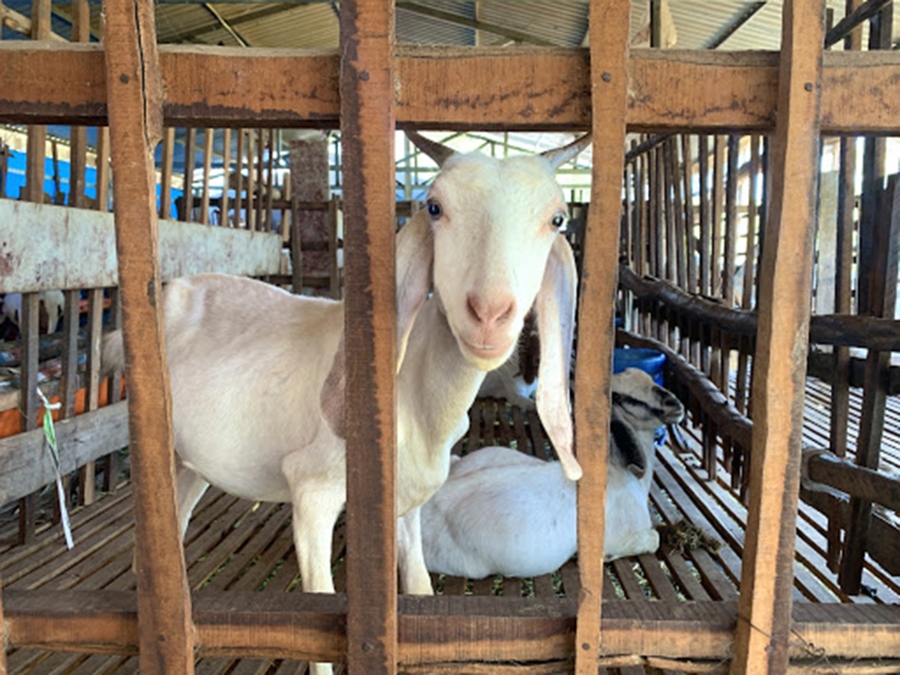 Nuôi dê hữu cơ cho giá trị kép về kinh tế và môi trường (Ảnh TL).