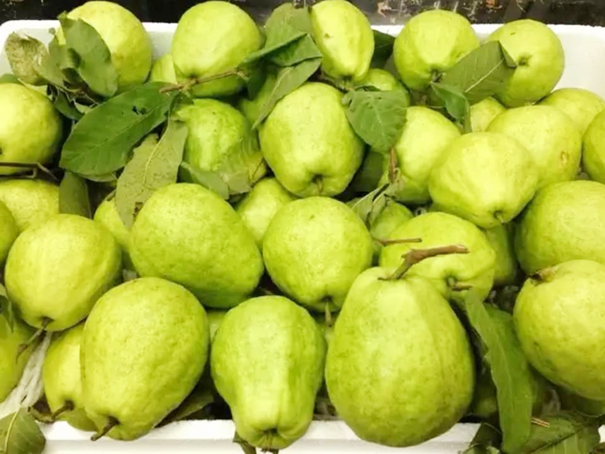 Nhờ chất lượng vượt trội, ổi lê Quang Thành được thị trường đánh giá cao (Ảnh TL).