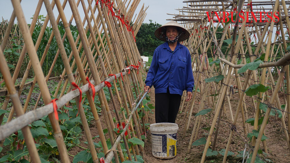 Bà Phạm Thị Nhã bước vào vụ trồng dưa chuột mới.