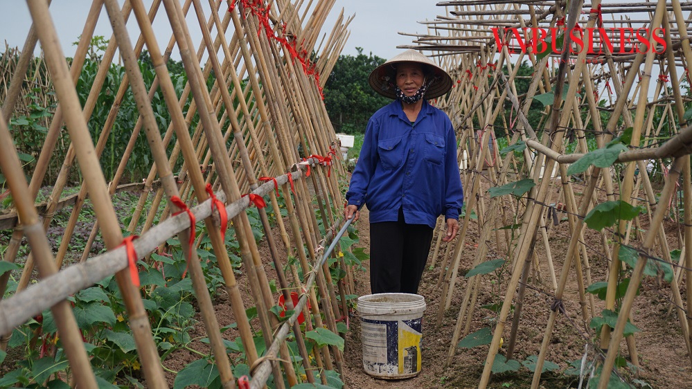 Bà Phạm Thị Nhã bước vào vụ trồng dưa chuột mới.