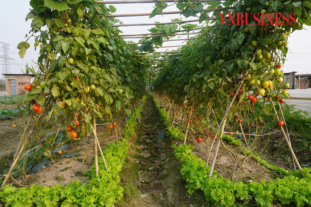 Mô hình sản xuất rau an toàn VietGAP của HTX nông nghiệp Yên Mỹ.