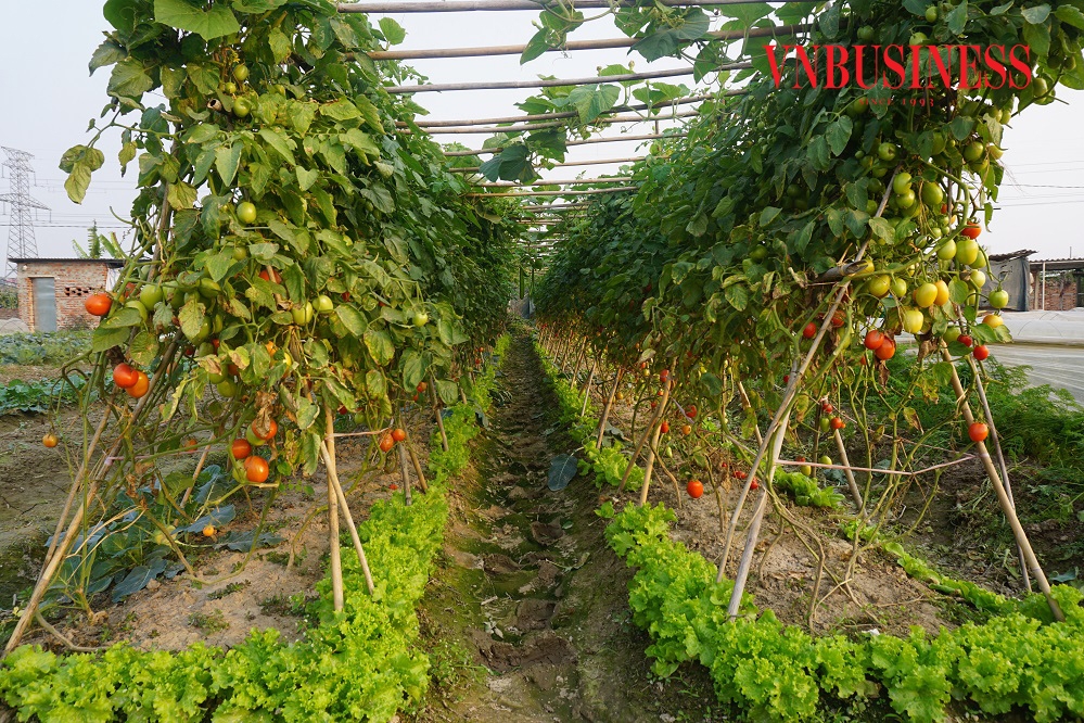 Mô hình sản xuất rau an toàn VietGAP của HTX nông nghiệp Yên Mỹ.