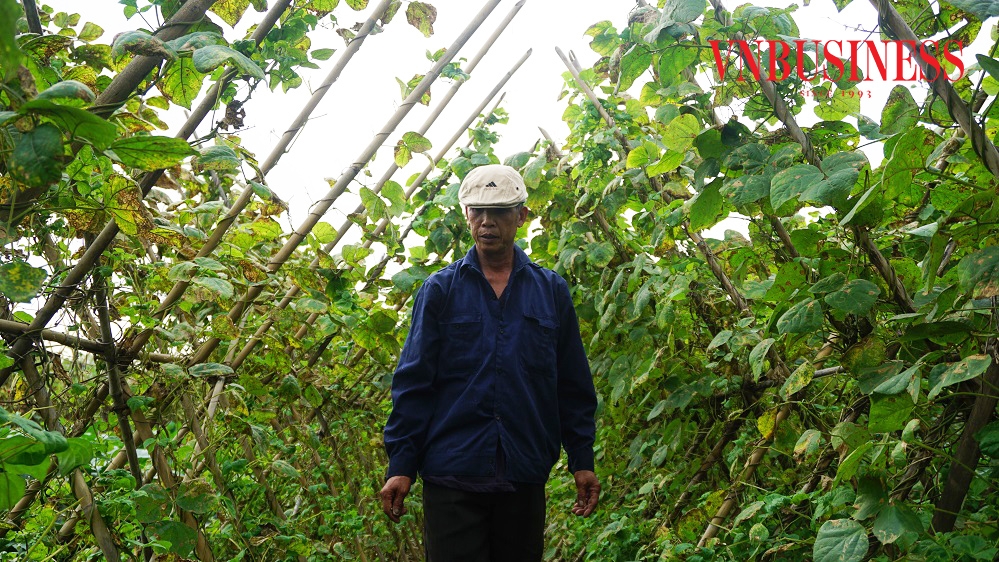 Ông Khúc Văn Vương có hơn 2.600 m2 trồng rau, củ, quả theo mùa, mỗi năm sau khi trừ chi phí thu về 50-60 triệu đồng.