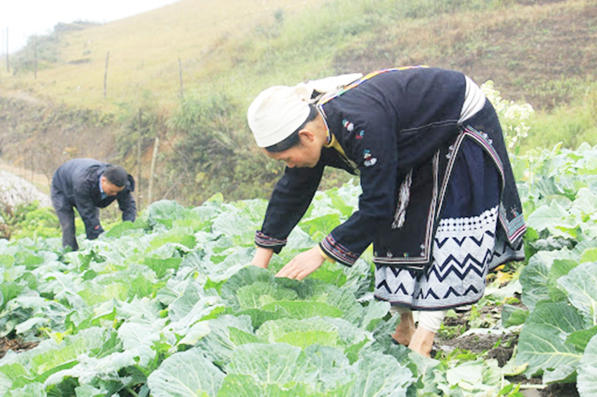 Trồng cải bắp VietGAP cho giá trị cao gấp 3-5 lần cây trồng khác.