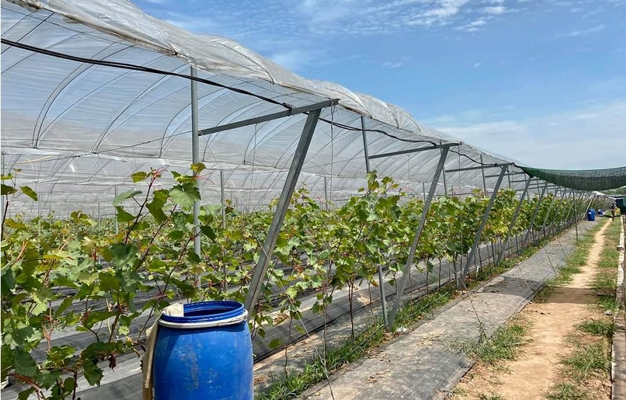 Trồng theo hướng công nghệ cao là một trong những điều kiện tốt nhất để nho cho năng suất, chất lượng cao.