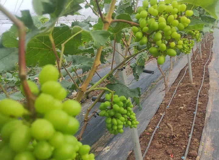 Nho đen không hạt khi ra quả còn non.