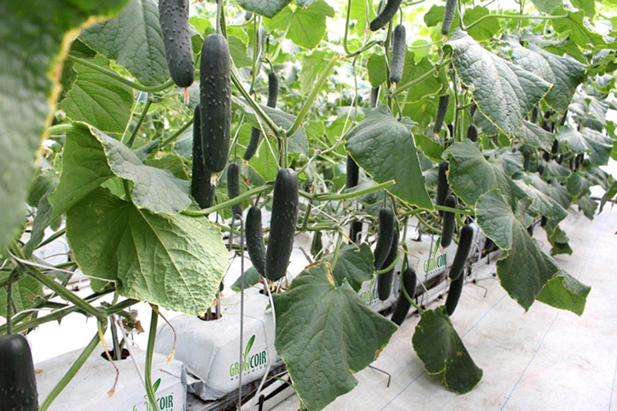 Dưa chuột đang là sản phẩm chủ lực, mang lại giá trị cao cho người dân xã Gia Cát (Ảnh TL).