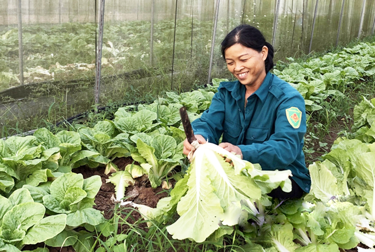 Mô hình sản xuất rau sẽ được xã định hướng phát triển theo chuỗi giá trị (Ảnh TL).