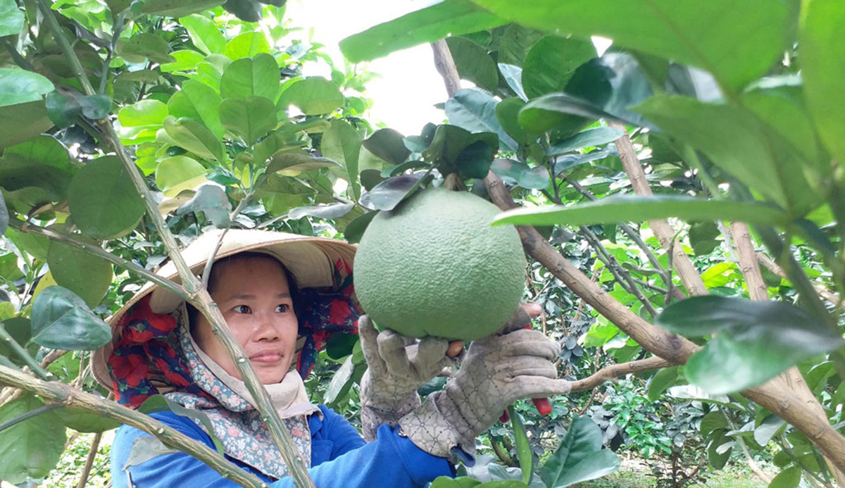 Với giá trị vượt trội, mô hình cần được hỗ trợ để nhân rộng theo hướng hàng hóa (Ảnh TL).