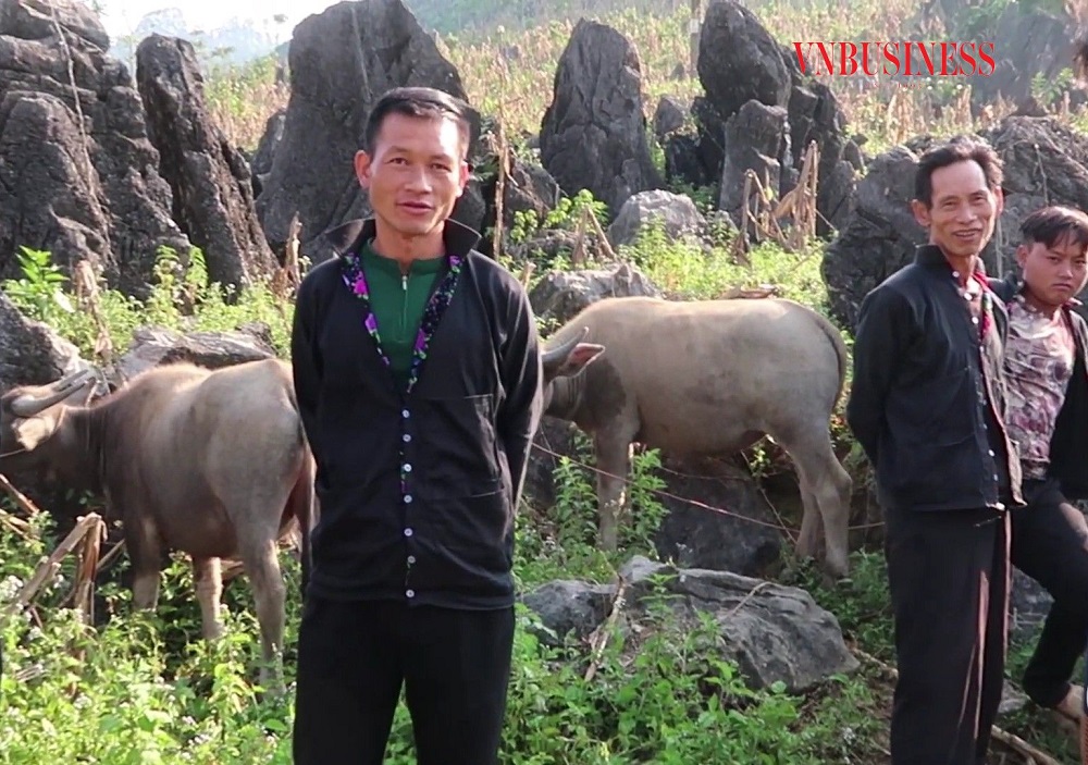 Người Cờ Lao ở xã Sính Lủng (Đồng Văn) phát triển chăn nuôi nhờ được hỗ trợ giống.