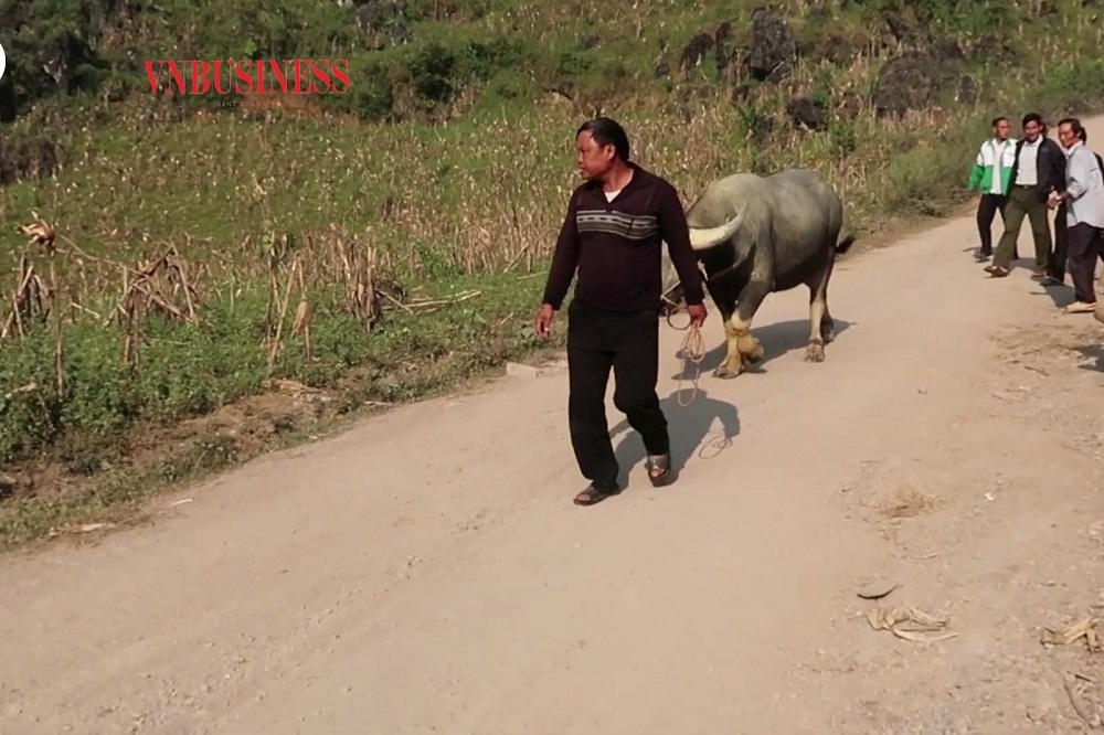 Ông Vần Chứ Páo (thôn Cá Ha) phải dắt trâu lên chợ bán vì đang chăn nuôi theo quy mô hộ gia đình.