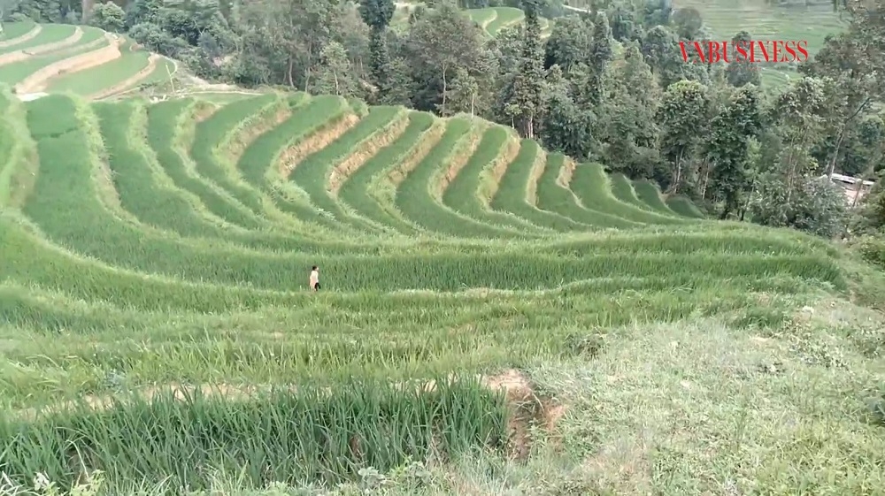 Cánh đồng bậc thang ở xã Túng Sán có thể cho hiệu quả kinh tế cao hơn khi mô hình HTX kiểu mới được thành lập nhằm hỗ trợ người dân trồng lúa hàng hóa.