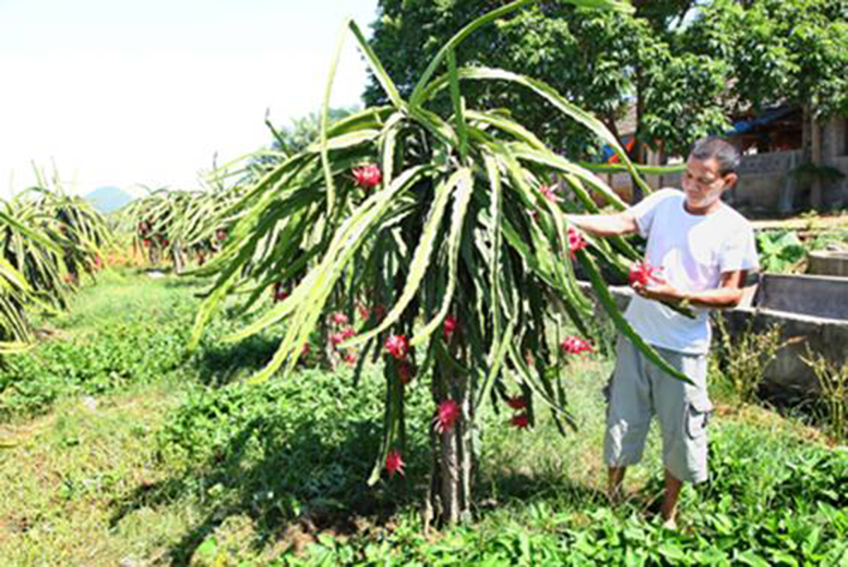 Thanh long ruột đỏ đang là cây trồng chủ lực của HTX (Ảnh TL).