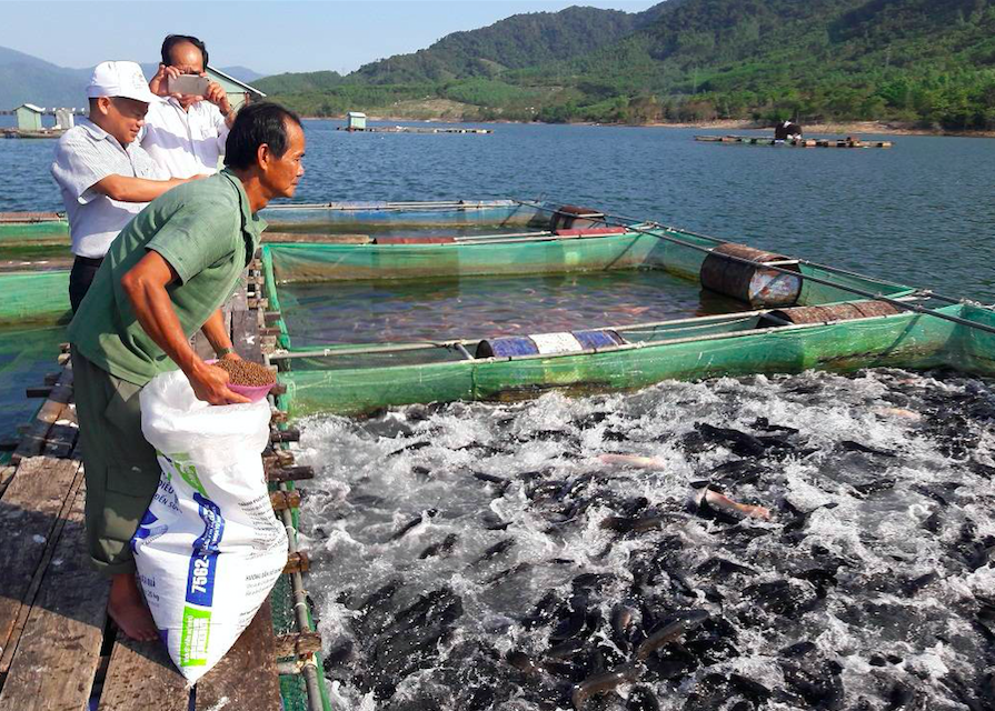 Giá thức ăn tăng chóng mặt khiến người nuôi thủy sản gặp khó khăn.