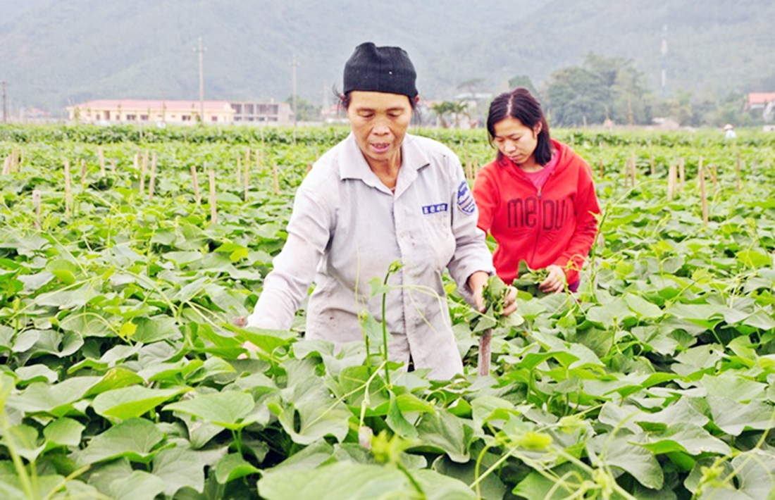 Su su Hồ Sơn được trồng theo quy trình chuẩn hữu cơ (Ảnh TL).