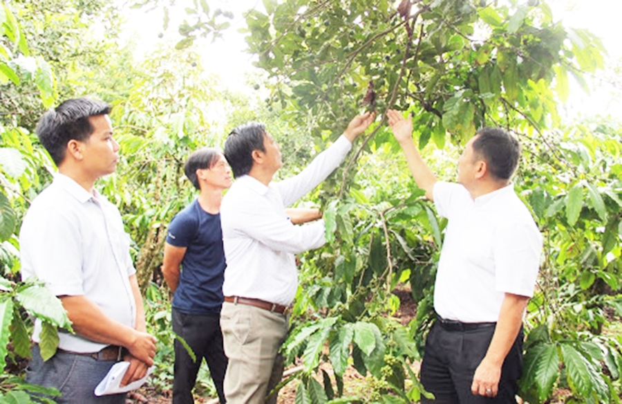 Các HTX đang tham gia tích cực phát triển các sản phẩm OCOP trên địa bàn huyện.