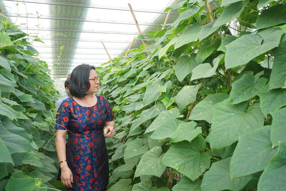 Mô hình thử nghiệm “Kết hợp sản xuất nông nghiệp và điện mặt trời” bước đầu mang lại hiệu quả cao, dự kiến sẽ được nhân rộng trong thời gian tới.