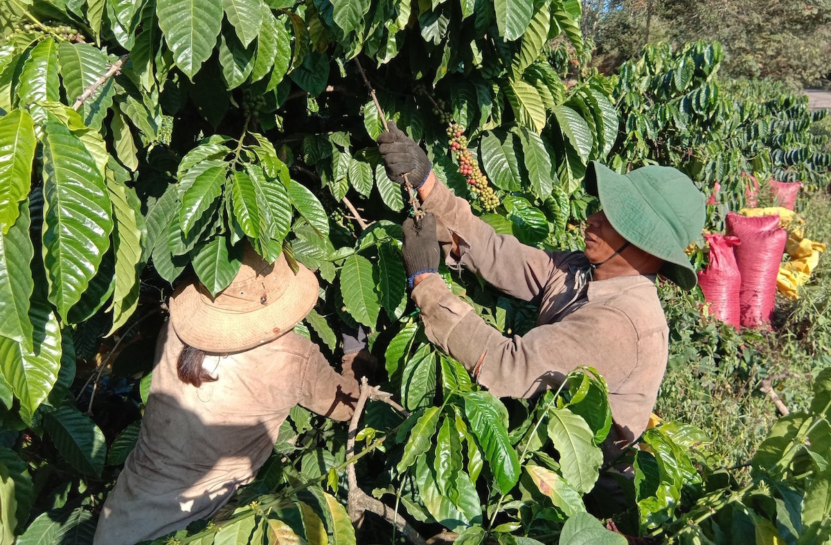 Giá cà phê ngày 27/4 tại các địa phương tăng trung bình 300 - 400 đồng/kg.