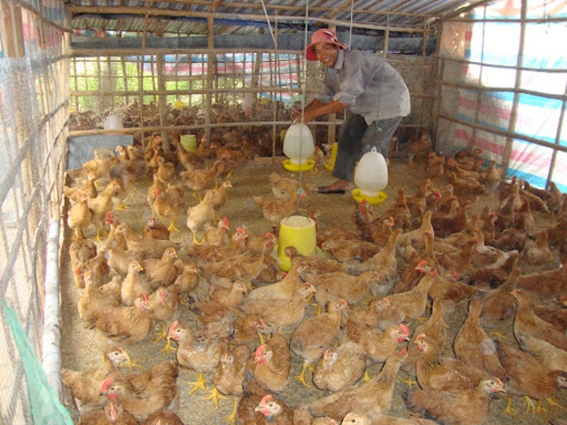 Dự báo giá các sản phẩm gia cầm đang có chiều hướng tăng và tăng cao vào thời điểm từ tháng 5-7/2021.