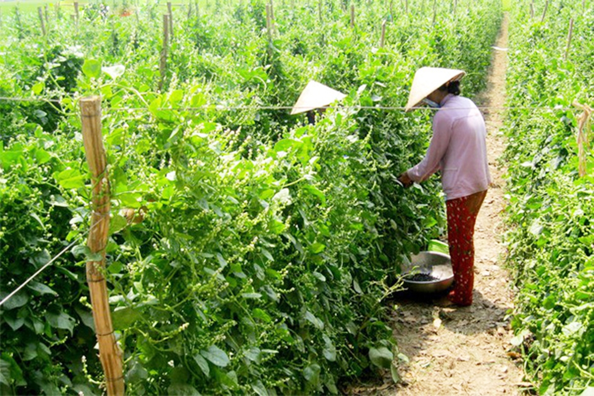 Mô hình cần được định hướng phát triển theo hướng hàng hóa để mang lại hiệu quả bền vững.