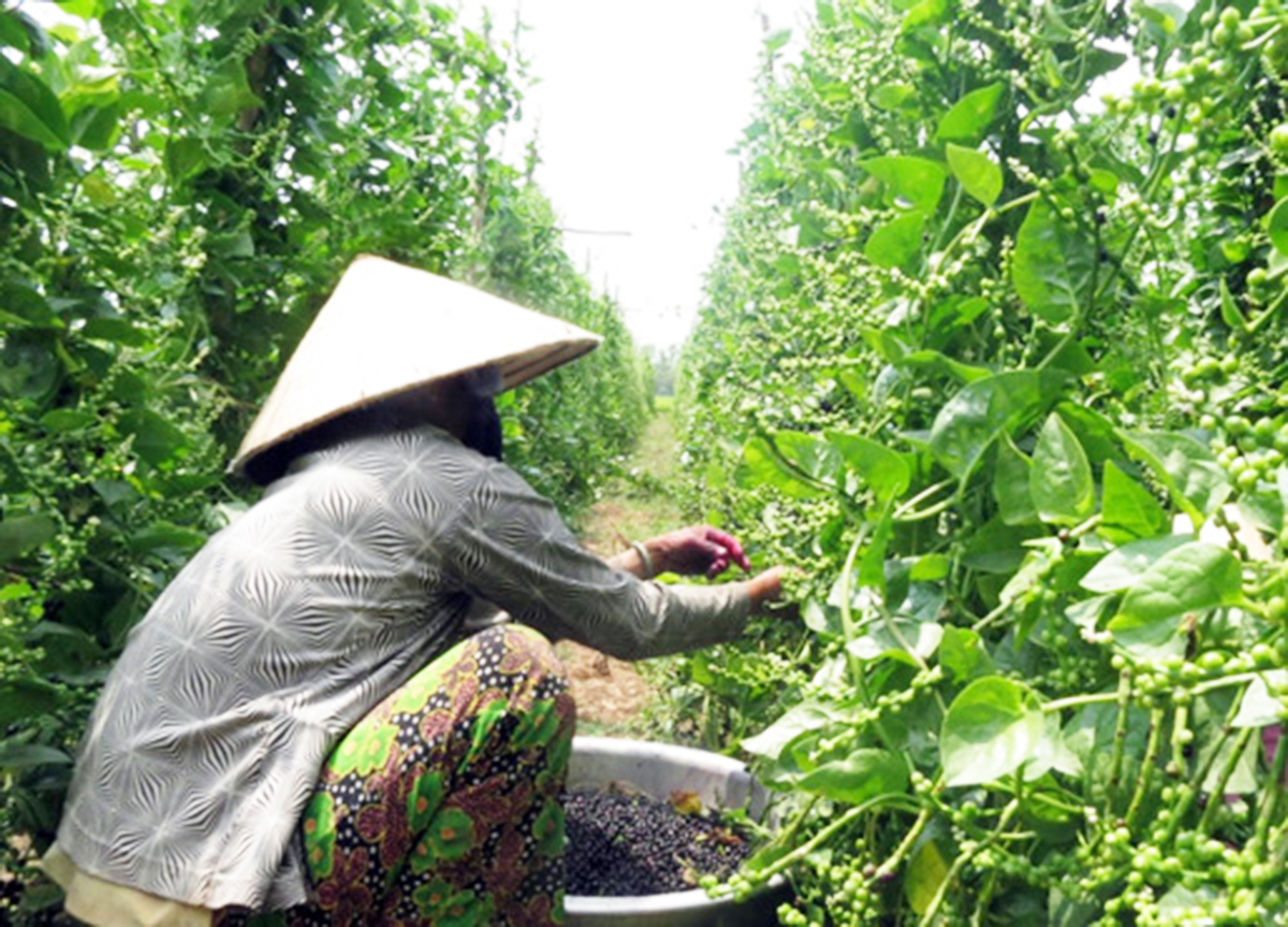 Trồng mồng tơi lấy hạt đang bước đầu cho thấy hiệu quả tích cực.