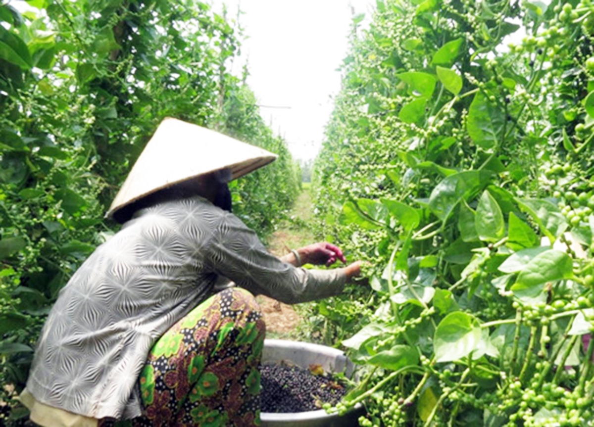Trồng mồng tơi lấy hạt đang bước đầu cho thấy hiệu quả tích cực.