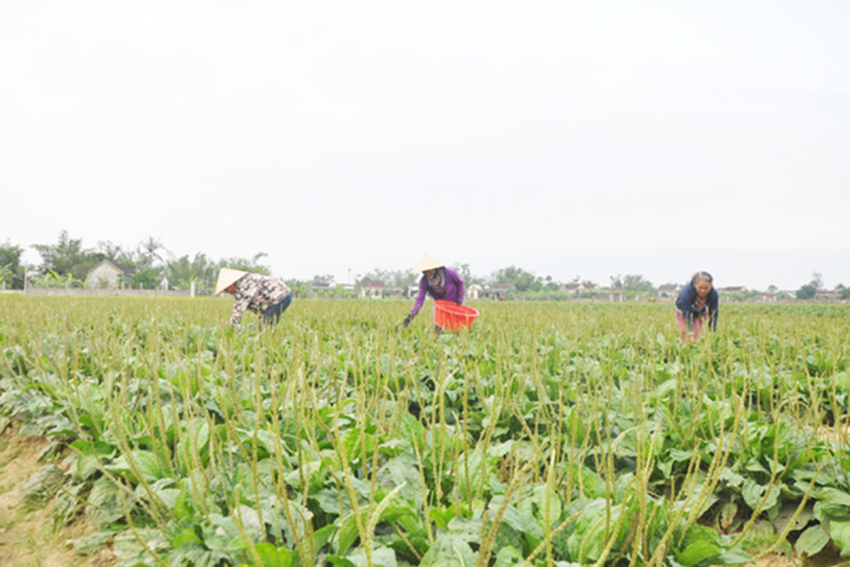 HTX sẽ mở rộng quy mô sản xuất theo hướng hàng hóa để nâng cao hiệu quả (Ảnh TL).