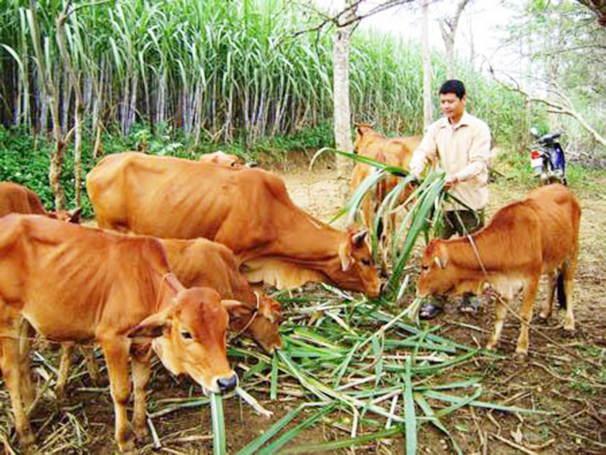 Xã sẽ phát huy vai trò của HTX, tổ hợp tác để nâng cao hiệu quả mô hình (Ảnh TL).