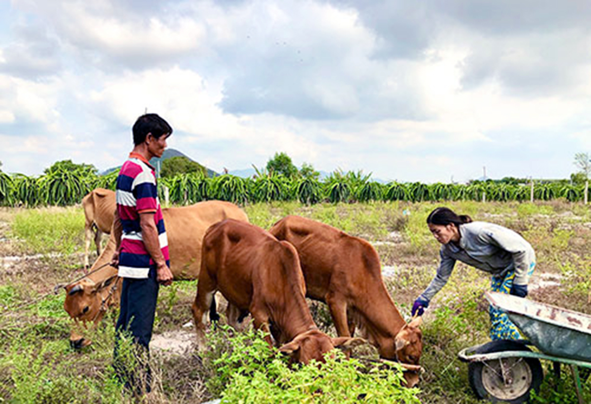 Mô hình nuôi bò sinh sản mở hướng đi mới cho nhiều hộ dân xã Tân Tiến (Ảnh TL).
