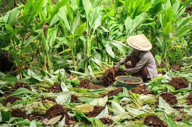 Trồng mì tinh cung cấp cho HTX giúp người dân nâng cao thu nhập.