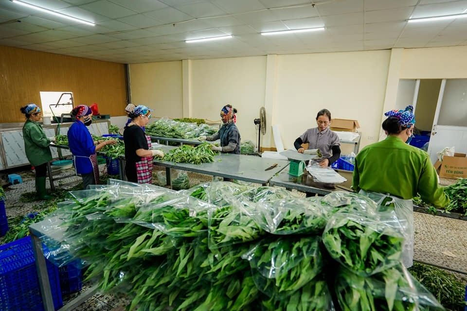 Sự hỗ trợ của Nhà nước và các địa phương là điều kiện quan trọng giúp các HTX phát triển công nghệ sau thu hoạch.