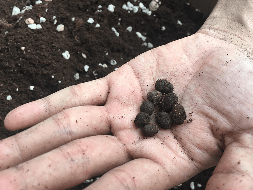 Sử dụng phân dê là một trong những lựa chọn hiệu quả trong sản xuất nông nghiệp.