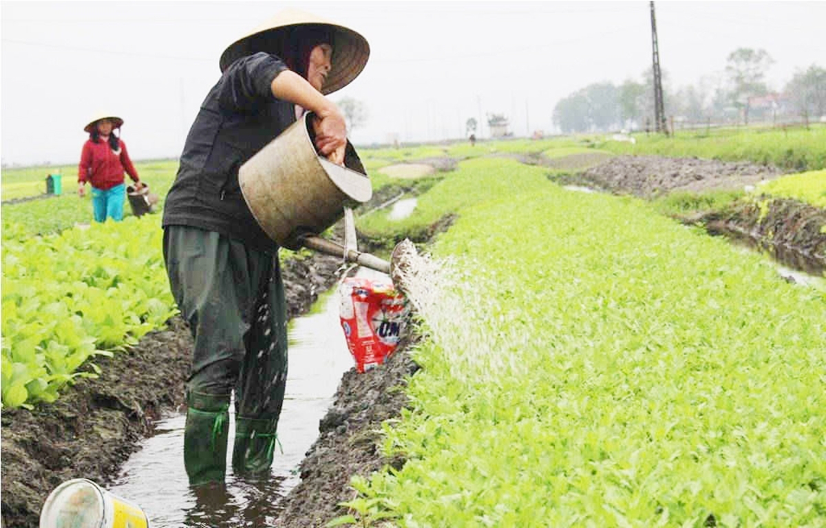 Sản xuất VietGAP giúp nông dân tăng chất lượng sản phẩm, cải thiện giá bán (Ảnh TL).