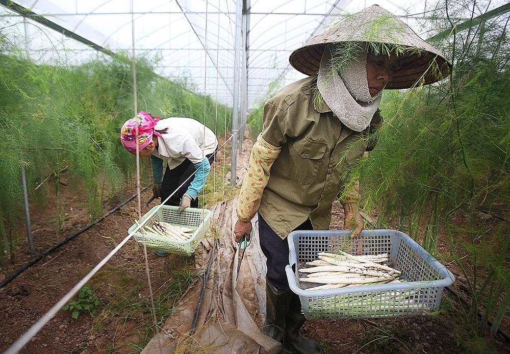 Măng tây được trồng trong nhà màng với hệ thống tưới tiết kiệm nhằm hạn chế tác động của thời tiết.