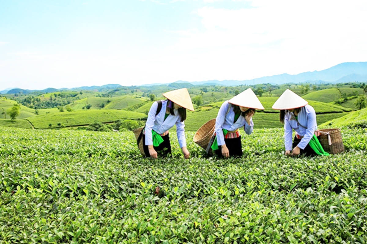 Sản xuất sạch là chìa khóa giúp sản phẩm chè Long Cốc vươn xa (Ảnh TL).