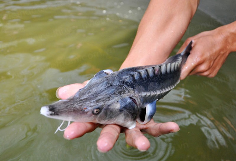 Cá tầm có giá trị kinh tế cao nhưng đòi hỏi người nuôi phải nắm được kỹ thuật trong quá trình sản xuất.