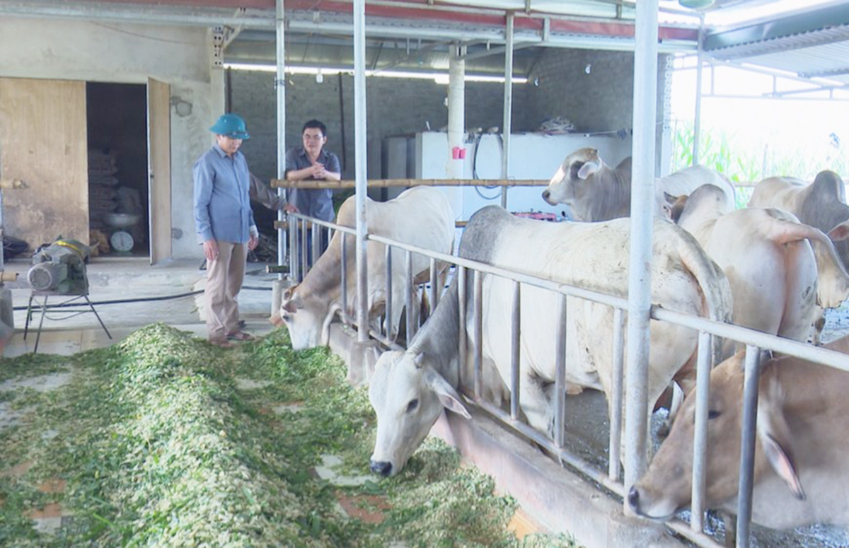 Huyện sẽ tiếp tục phát triển chăn nuôi theo hướng VietGAP, chủ động xây dựng thương hiệu thịt bò sạch Tân Kỳ (Ảnh TL).