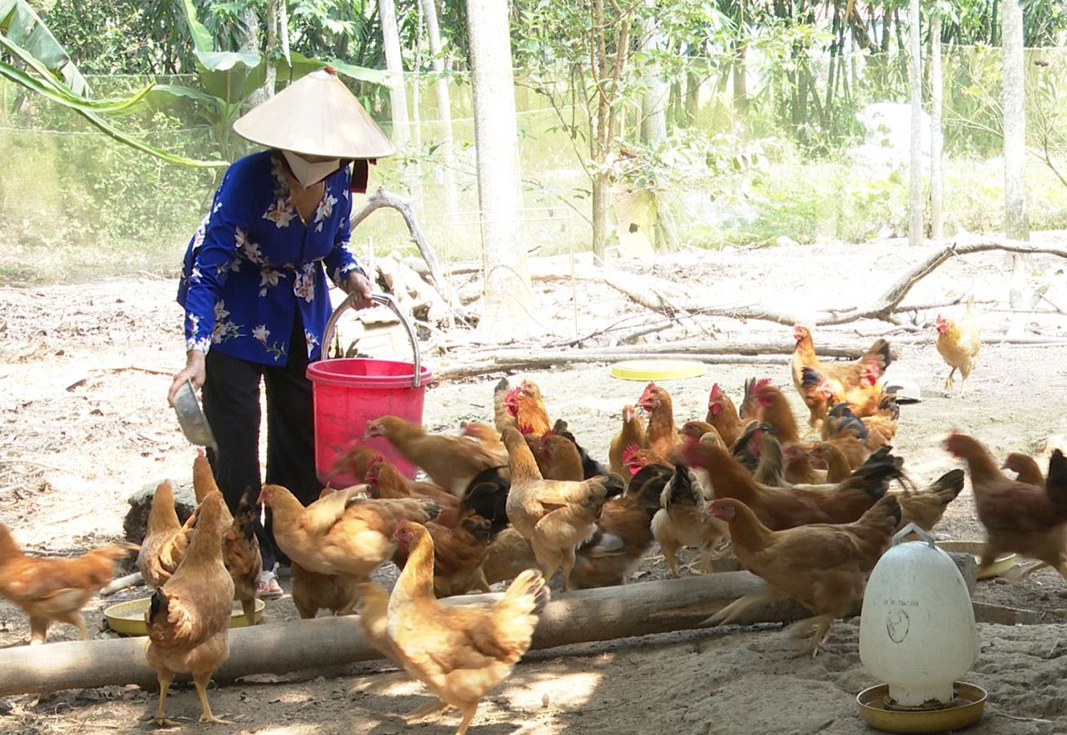 Nuôi gà an toàn sinh học trên đất cát Triệu Phong đang cho hiệu quả tích cực (Ảnh TL).