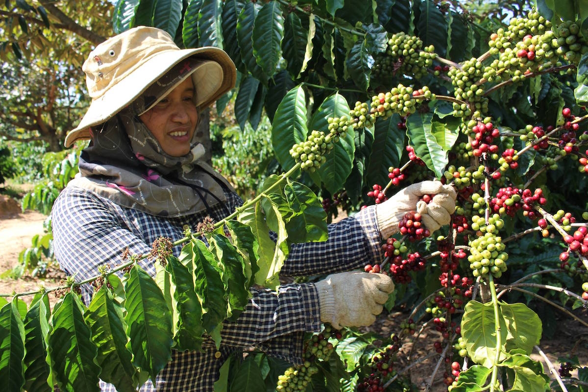 Giá cà phê ngày 5/5 tăng 100 - 200 đồng/kg so với hôm qua.