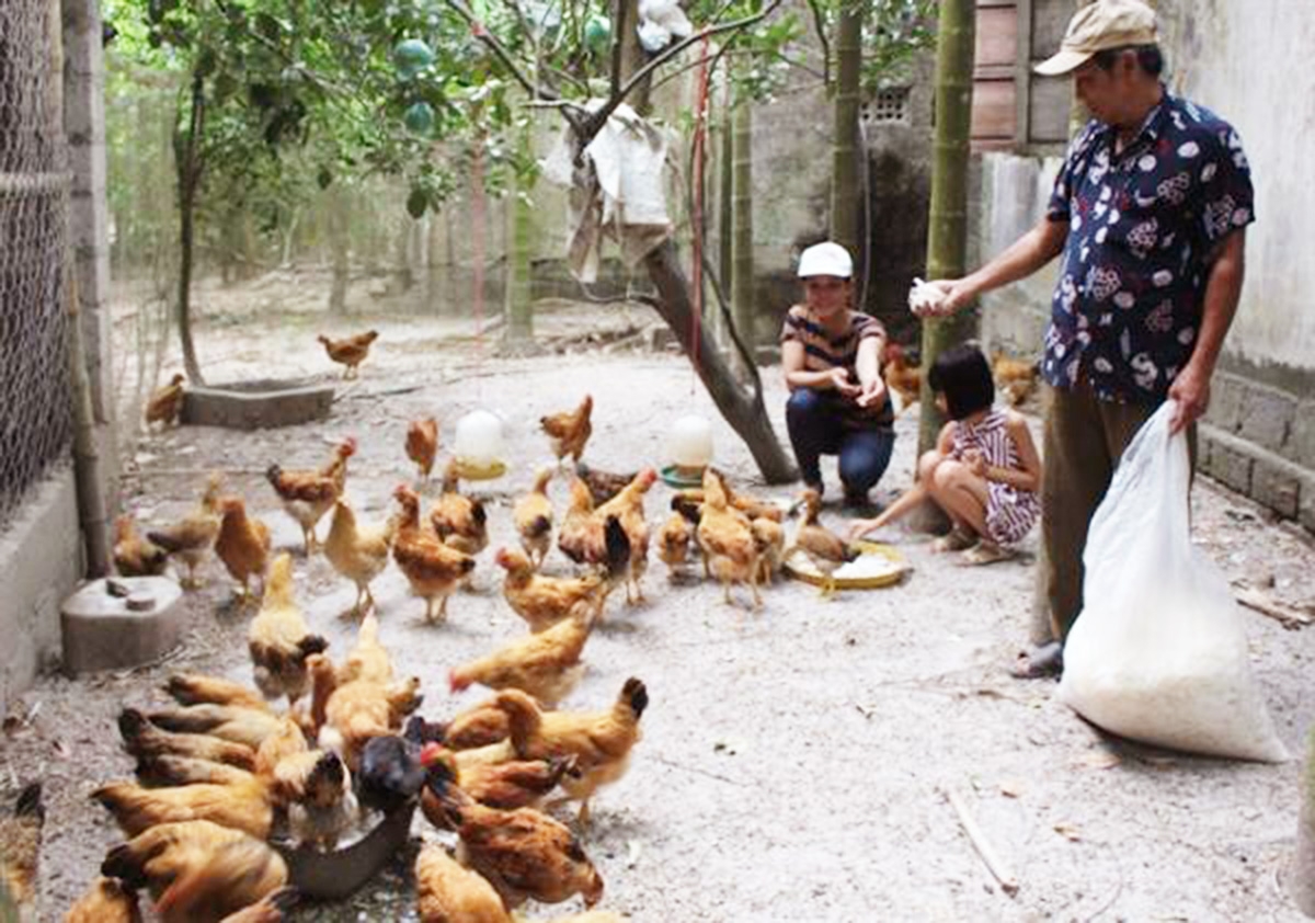 Với hiệu quả cao, mô hình nuôi gà an toàn sinh học sẽ tiếp tục được nhân rộng (Ảnh TL).