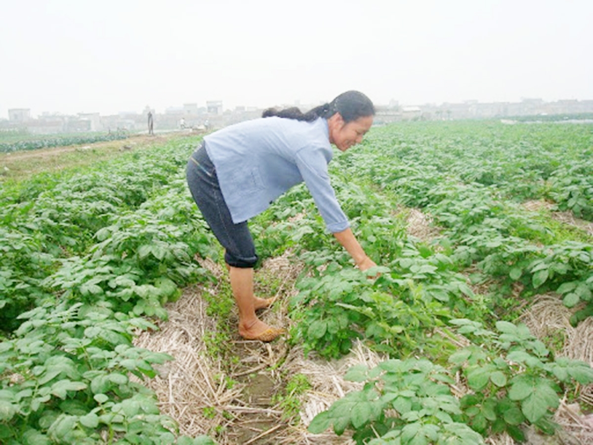 Trồng khoai tây bằng phương pháp tối thiểu cho lợi ích cao hơn (Ảnh TL).
