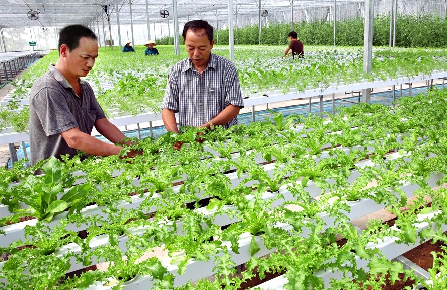 Cần tạo điều kiện cho HTX tiếp cận những nguồn vốn để phát triển theo hướng công nghệ cao một cách hiệu quả, bền vững.