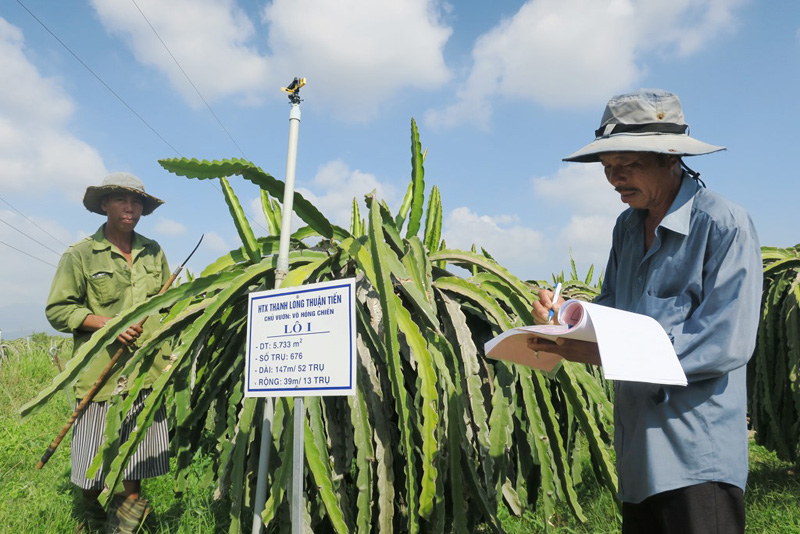 Thực hiện đúng quy trình và ghi chép cẩn thận trong nhật ký là những yêu cầu bắt buộc để thanh long Thuận Tiến đạt tiêu chuẩn GlobalGAP.