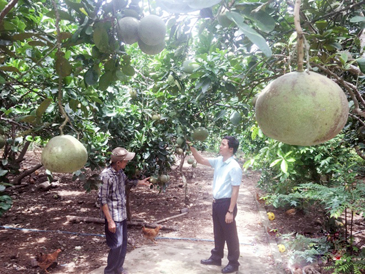 Mô hình trồng bưởi sẽ tiếp tục được xã đẩy mạnh hỗ trợ, không chỉ bưởi Diễn mà cả các loại bưởi giá trị cao khác (Ảnh TL).