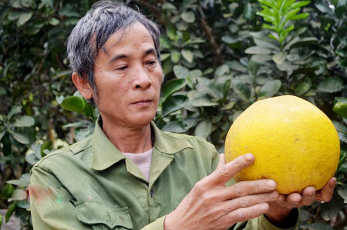 Bưởi Diễn đang cho thu nhập cao ở Giang Sơn Đông (Ảnh TL).