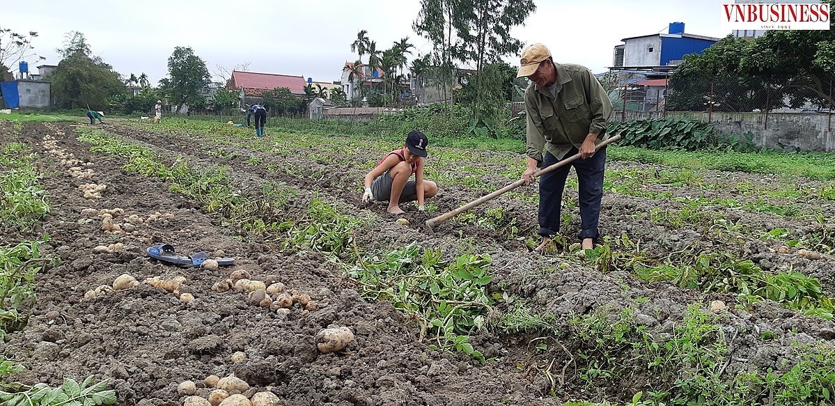 Nhờ có HTX hỗ trợ tiêu thụ nông sản mà khoai tây của bà con nông dân sau khi thu hoạch đã tìm được đầu ra.