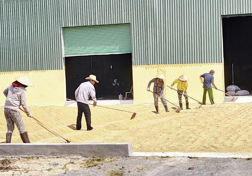 HTX Ninh Quang đã quy hoạch 20 ha diện tích sản xuất lúa để chế biến gạo chất lượng cao Ngọc Quang.