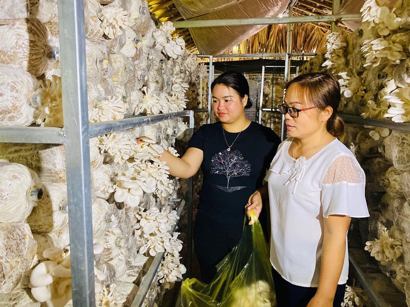 Chị Hoàng Thị Diện (áo đen), Giám đốc HTX Hướng Dương đang hướng dẫn thành viên kỹ thuật thu hoạch nấm.