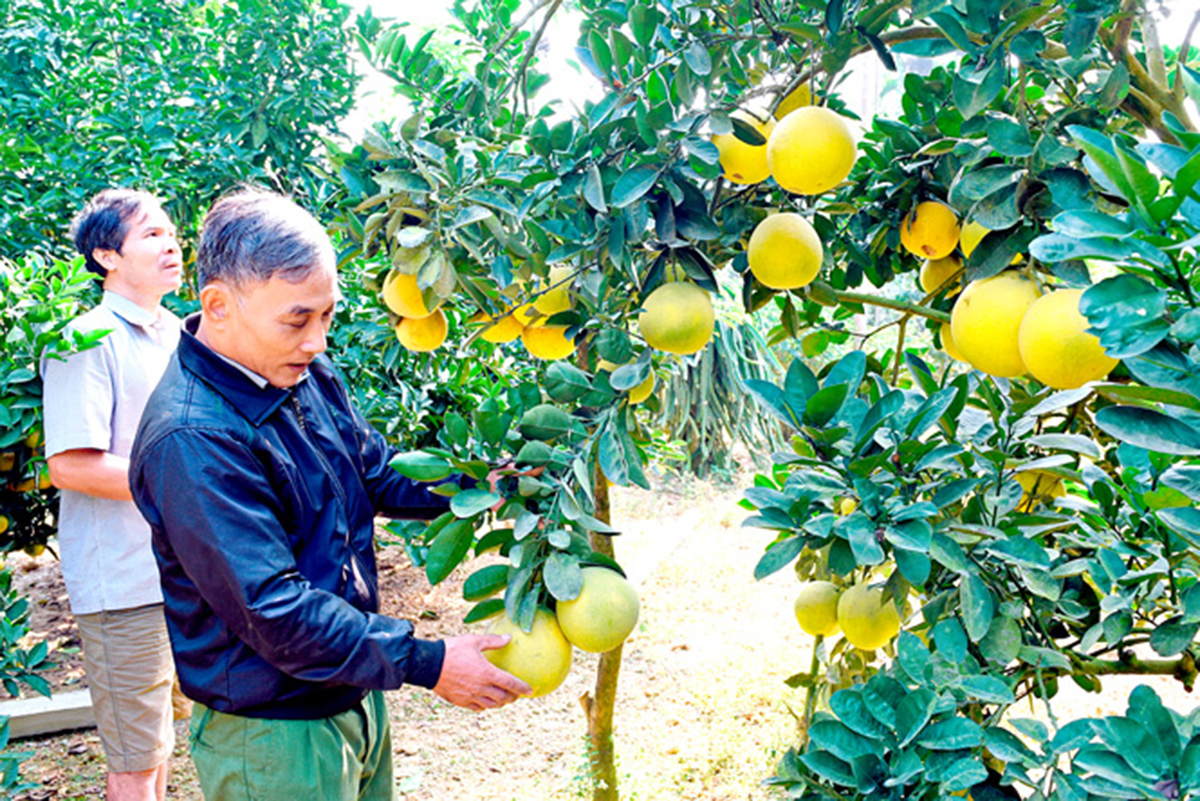 Dù đã có những thành công bước đầu, nhưng vẫn cần thêm động lực để phát triển chuỗi giá trị, hình thành thương hiệu trái cây Yên Sơn. (Ảnh TL).